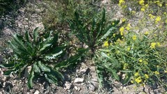 Brassica elongata
