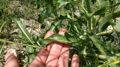 Brassica elongata