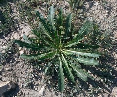 Brassica elongata