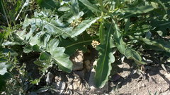 Brassica elongata