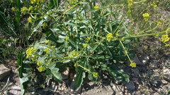 Brassica elongata