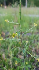 Sisymbrium officinale