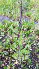 Sisymbrium officinale