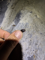 Oiceoptoma nakabayashii