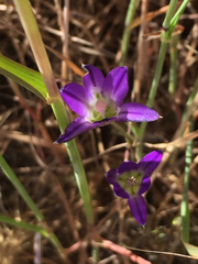 Brodiaea elegans elegans