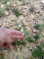 Teucrium pseudochamaepitys image