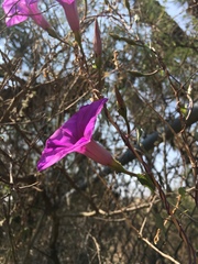 Ipomoea lozanii