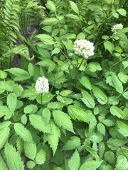 Actaea rubra