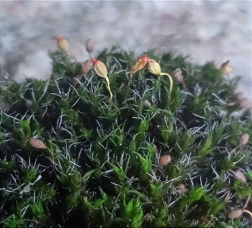 Grimmia muehlenbeckii observed 2024-04-14