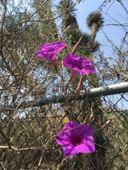 Ipomoea lozanii