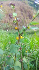 Triumfetta rhomboidea