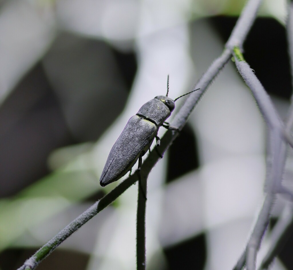 Algodones White Wax Jewel Beetle