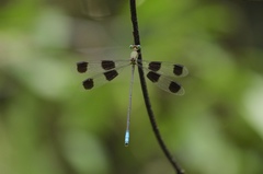 Orolestes octomaculatus