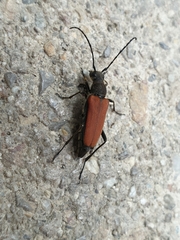 Anastrangalia dubia