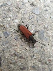 Anastrangalia dubia