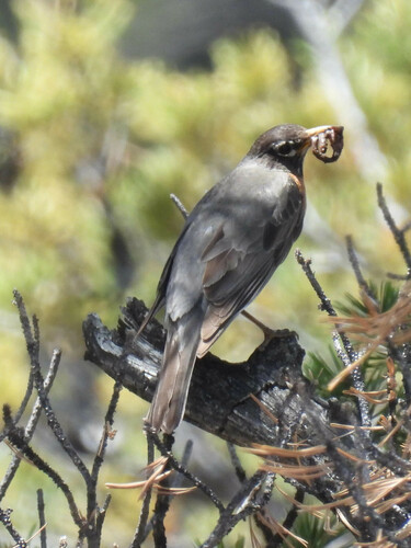 American Robin photographed in Wyoming