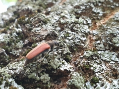 Anastrangalia dubia