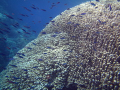 Caesio striata