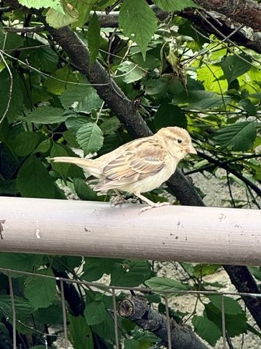 House Sparrow photographed in Colorado