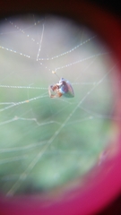 Argyrodes argentatus