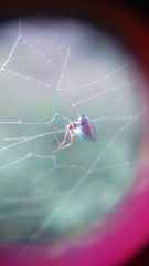 Argyrodes argentatus