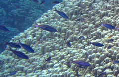 Caesio striata