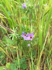 Leptosiphon androsaceus
