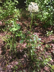 Xerophyllum asphodeloides