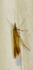 Dichomeris ustalella