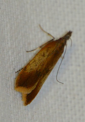 Dichomeris ustalella