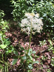 Xerophyllum asphodeloides