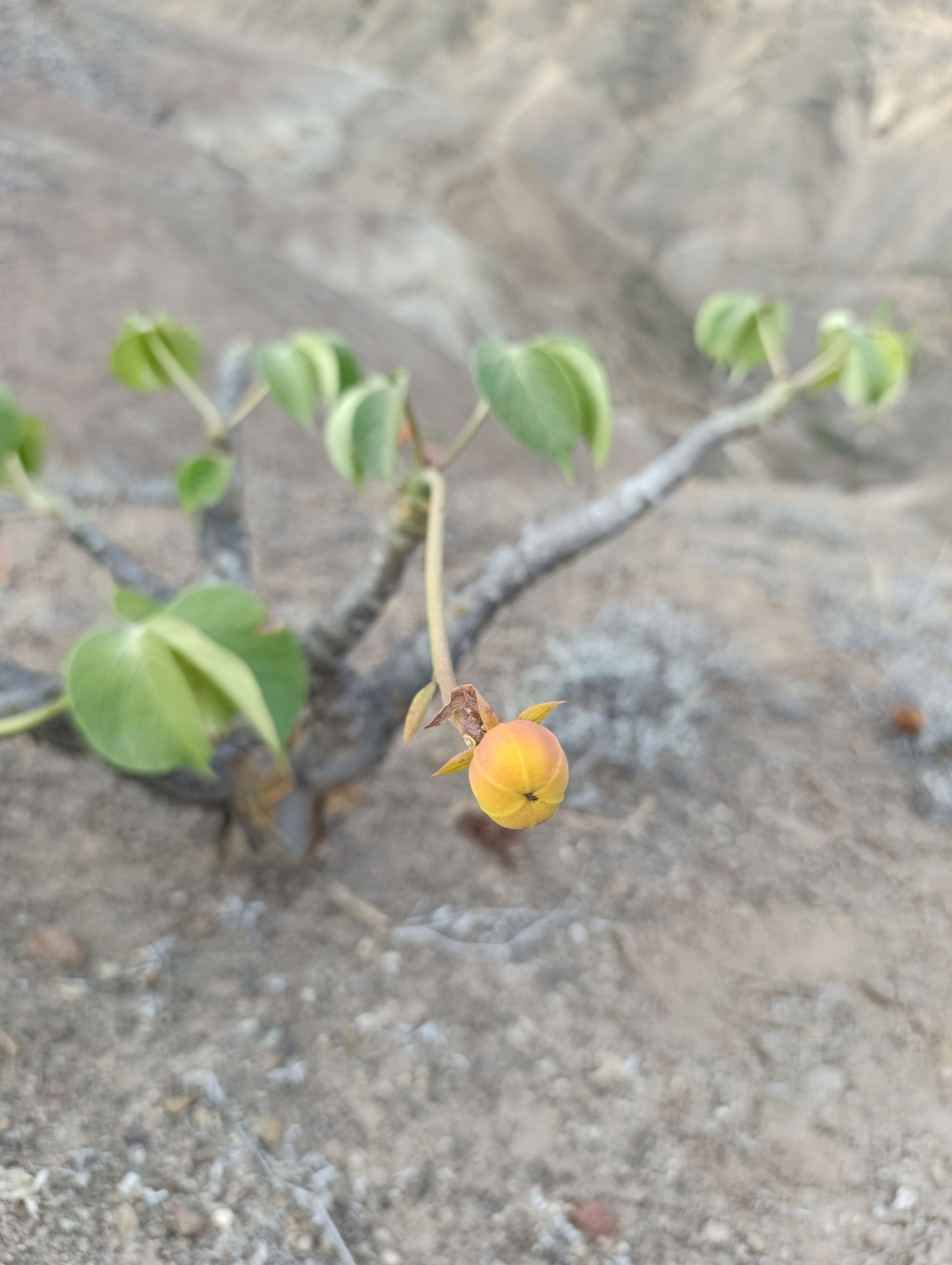 Jatropha nudicaulis image