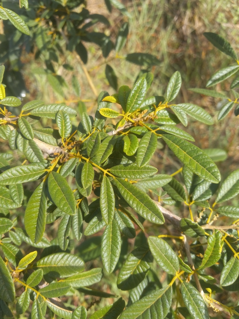 Lonchocarpus neurophyllus