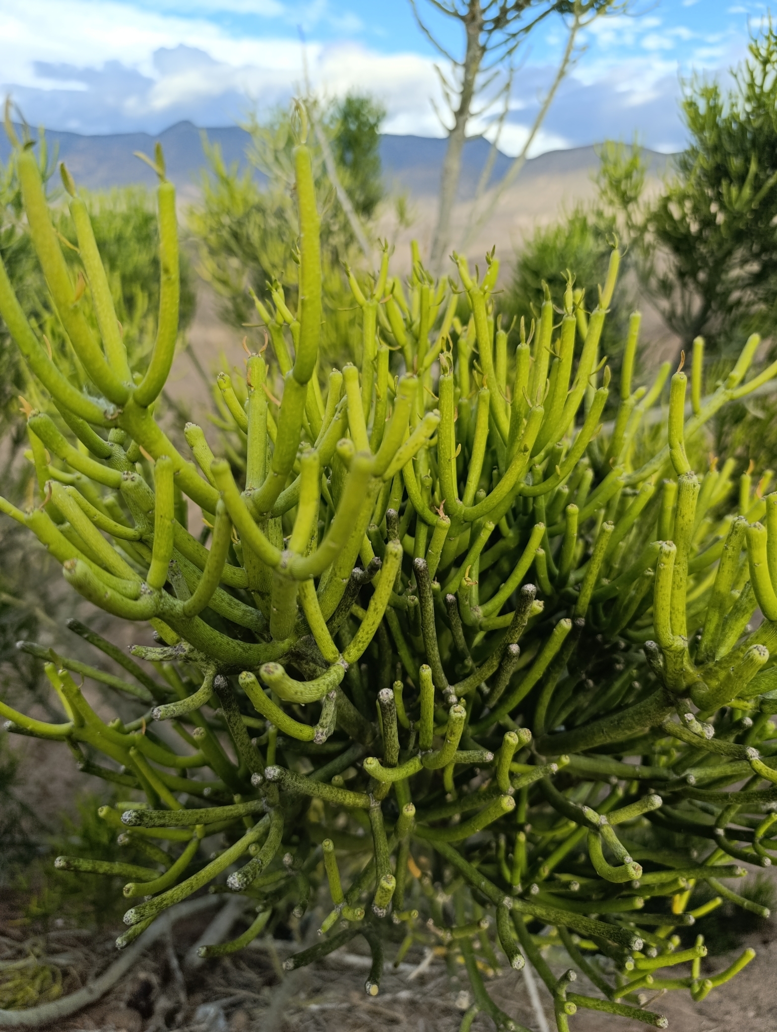 Euphorbia tirucalli image
