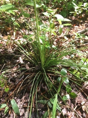 Xerophyllum asphodeloides