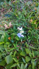 Neustanthus phaseoloides