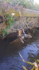Argiope catenulata