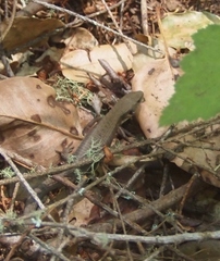 Elgaria coerulea coerulea