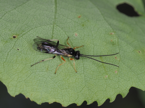 Polyblastus westringi