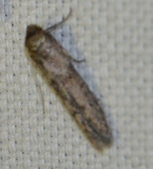 Blastobasis phycidella