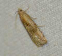 Eucosma cana