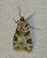 Eudonia delunella