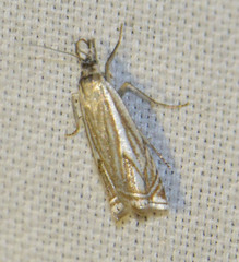Crambus lathoniellus