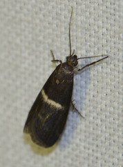 Elegia similella