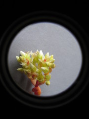 Sedum oregonense
