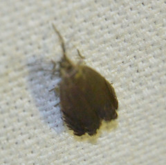 Dichrorampha aeratana