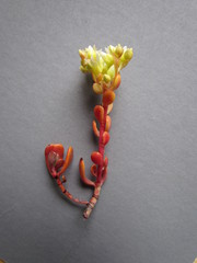 Sedum oregonense