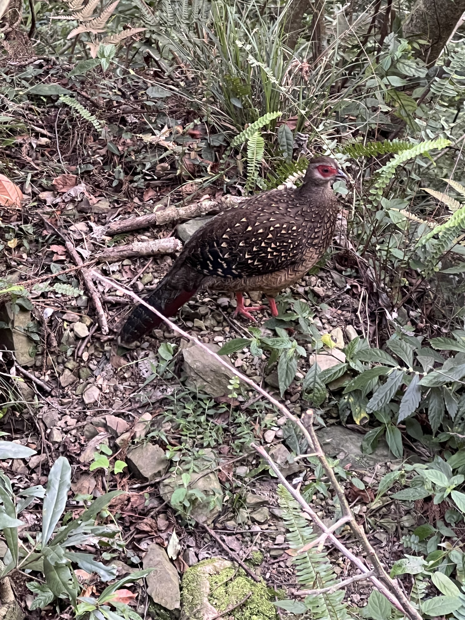 Swinhoe's Pheasant