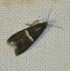 Elegia similella