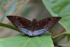 Euthalia monina monina